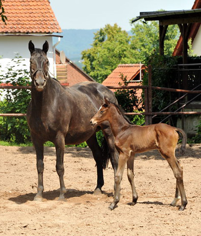 Filly by Exclusiv ouf of Elitemare by Vicenza by Showmaster - Trakehner Gestt Hmelschenburg