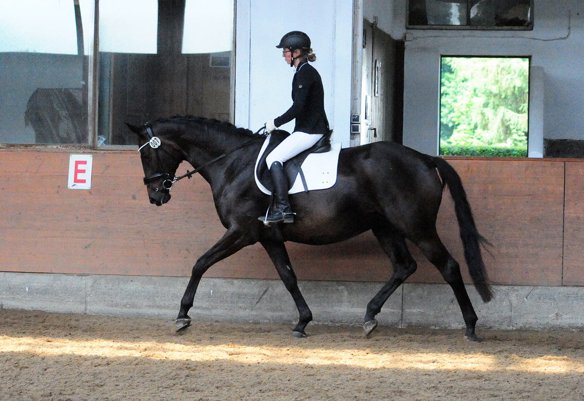 Valentine v. High Motion u.d. Elitestute Vicenza - Trakehner Gestt Hmelschenburg - Beate Langels