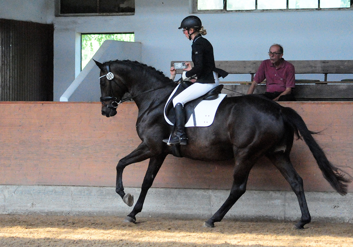 Valentine v. High Motion u.d. Elitestute Vicenza - Trakehner Gestt Hmelschenburg - Beate Langels