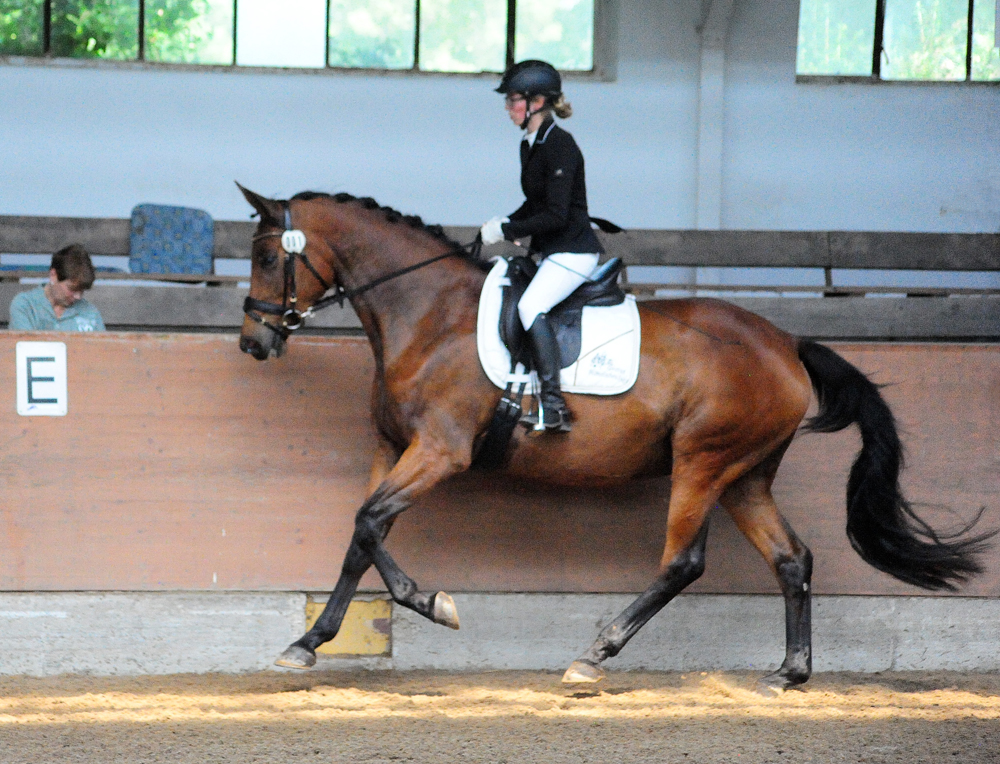 Pr.St. Schwalbe's Beauty - Trakehner Stute von High Motion u.d. Schwalbenlicht v. Imperio - Trakehner Gestt Hmelschenburg - Beate Langels