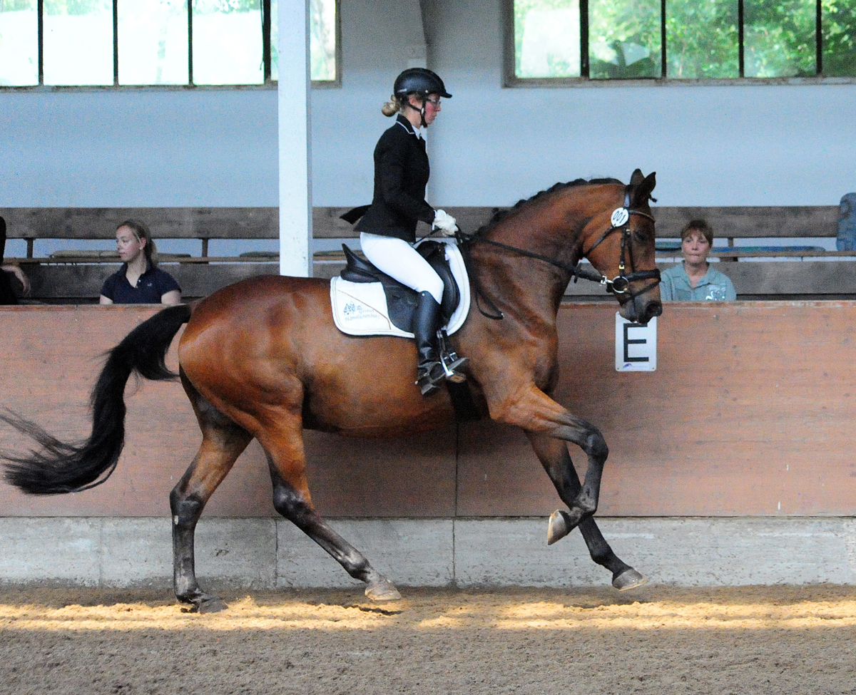 Pr.St. Schwalbe's Beauty - Trakehner Stute von High Motion u.d. Schwalbenlicht v. Imperio - Trakehner Gestt Hmelschenburg - Beate Langels