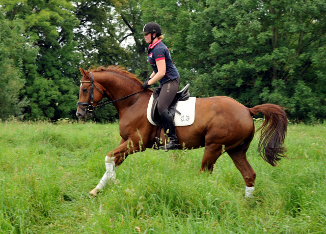  5jhriger Wallach von Fidertanz - Foto: Beate Langels
