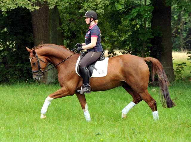  5jhriger Wallach von Fidertanz - Foto: Beate Langels
