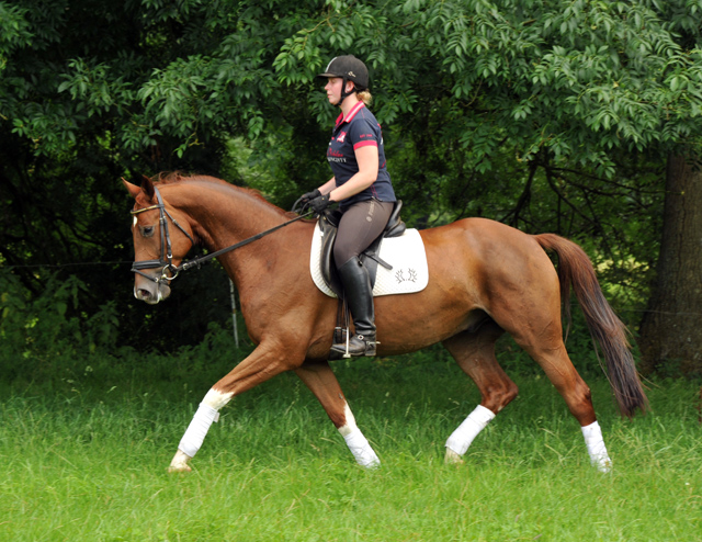  5jhriger Wallach von Fidertanz - Foto: Beate Langels