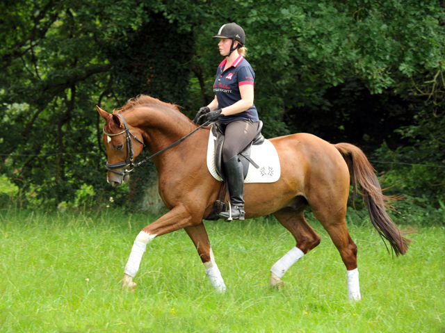  5jhriger Wallach von Fidertanz - Foto: Beate Langels
