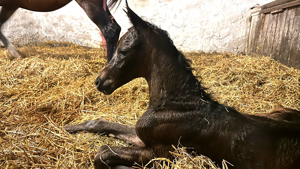 Oldenburger Stutfohlen von Sutherland u.d. Schwalbenflocke v. Sir Donnerhall I u.d. Schwalbendiva v. Totilas 
 - Trakehner Gest�t H�melschenburg - Beate Langels