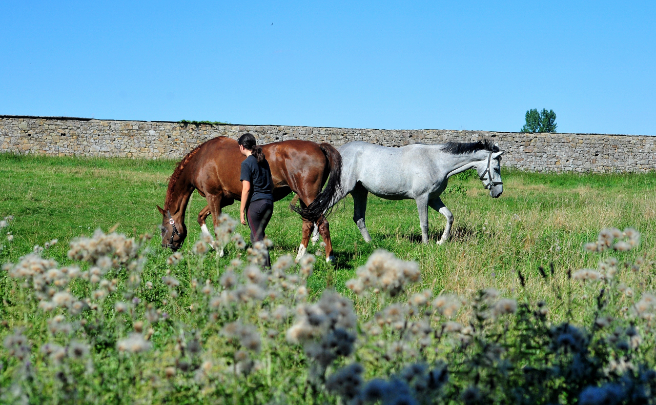  - Foto: Beate Langels - Trakehner Gestt Hmelschenburg