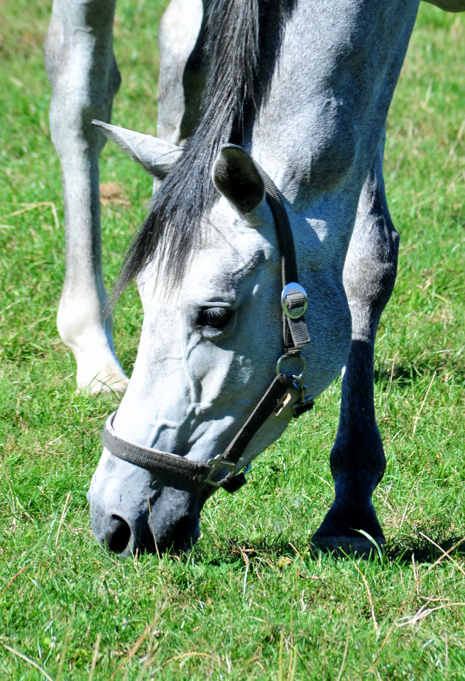  - Foto: Beate Langels - Trakehner Gestt Hmelschenburg