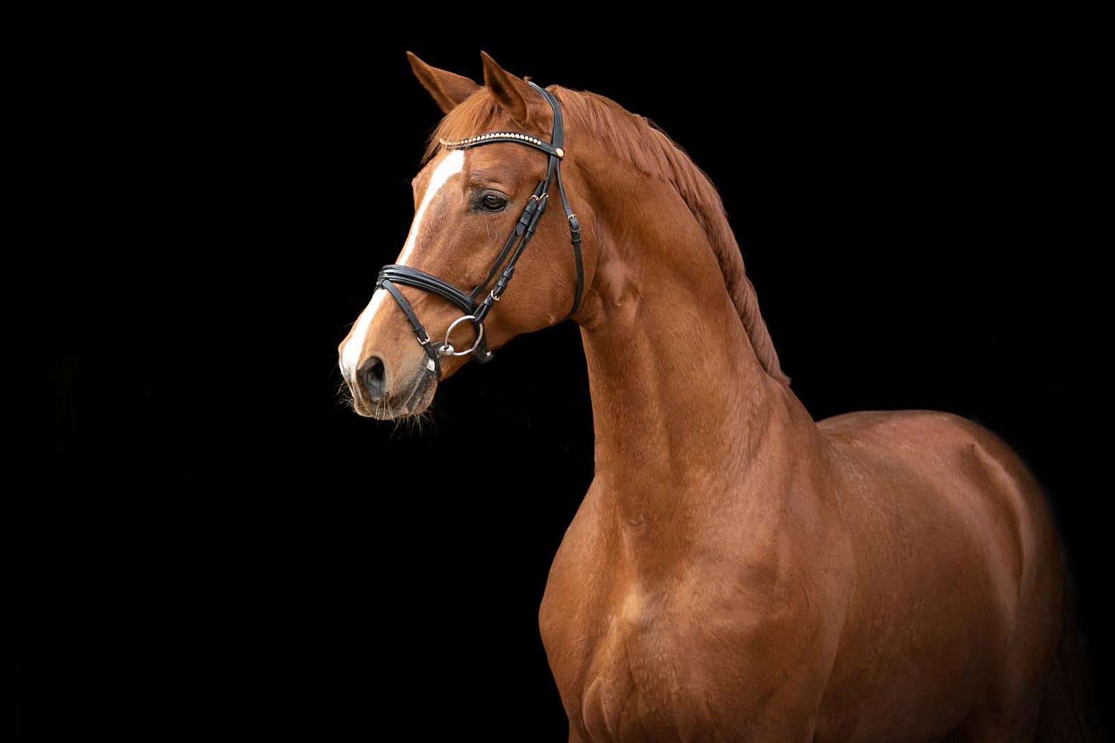 Trakehner Hengst Glcksruf v. Dramatiker - Foto M. Dsterwald - Gestt Hmelschenburg