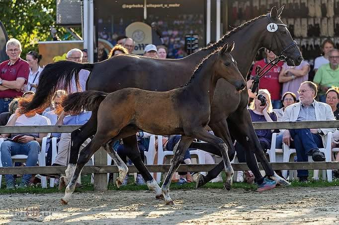 Hengstfohlen von Shavalou u.d. Guccia v. Zauberdeyk - 25.Mai 2025 - Trakehner Gestt Hmelschenburg