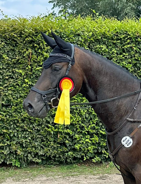 Hengst v. Saint Cyr u.d. Pr.St. Schwalbenland by Touch my Heart - Foto: Osteo Dressage