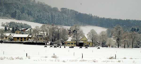 Ein Winterspaziergang am 4. Advent im Trakehner Gestüt Hämelschenburg, Foto: Beate Langels