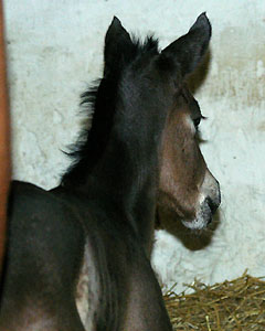 Colt by Monteverdi - Exclusiv - at the age of some hours