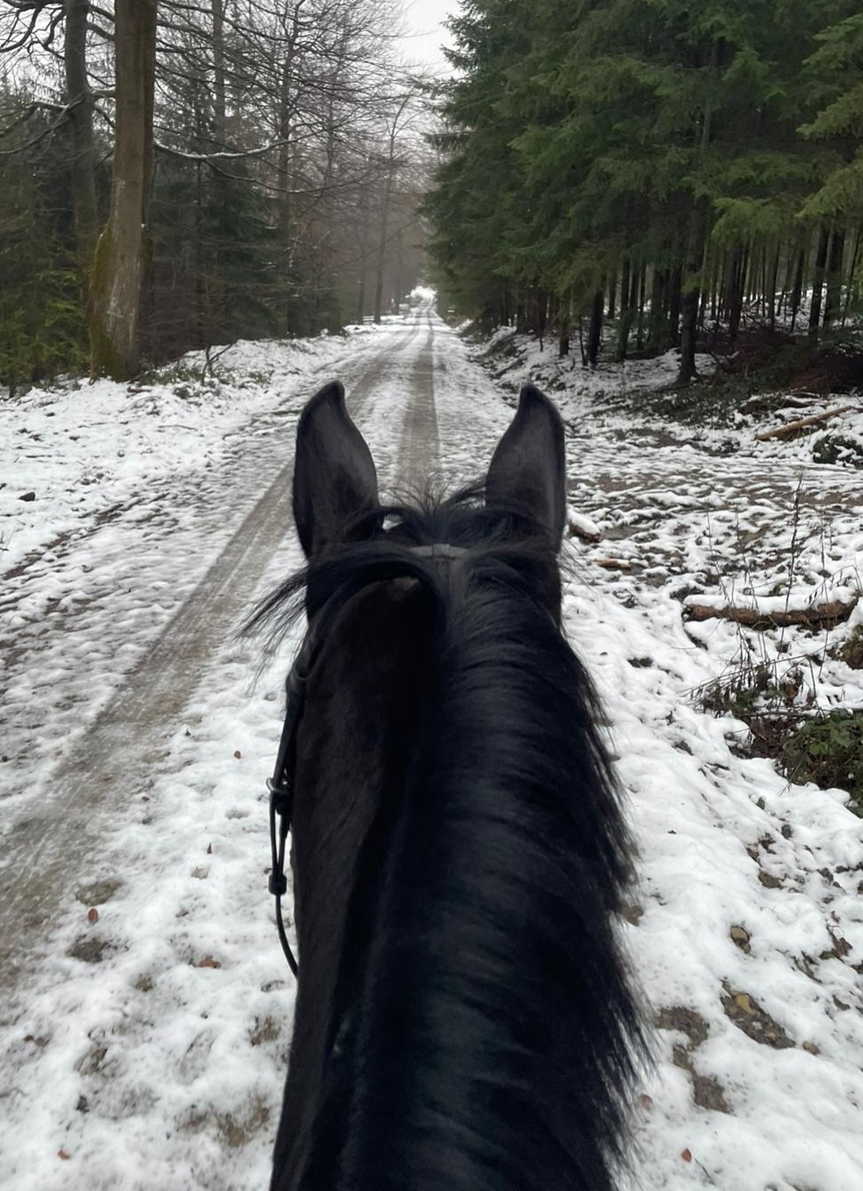 Pr.St. Valentiana v. His Moment u.d. Valentine v High Motion - Beate Langels - Trakehner Gestt Hmelschenburg
