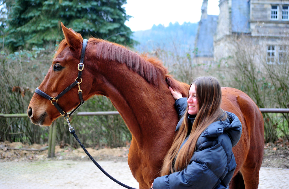Tantor 3jhrig - Trakehner von Zauberdeyk u.d. Pr.u.StPrSt. Tacyra v. Saint Cyr- Foto: Beate Langels