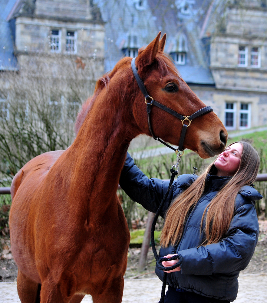 Tantor 3jhrig - Trakehner von Zauberdeyk u.d. Pr.u.StPrSt. Tacyra v. Saint Cyr- Foto: Beate Langels