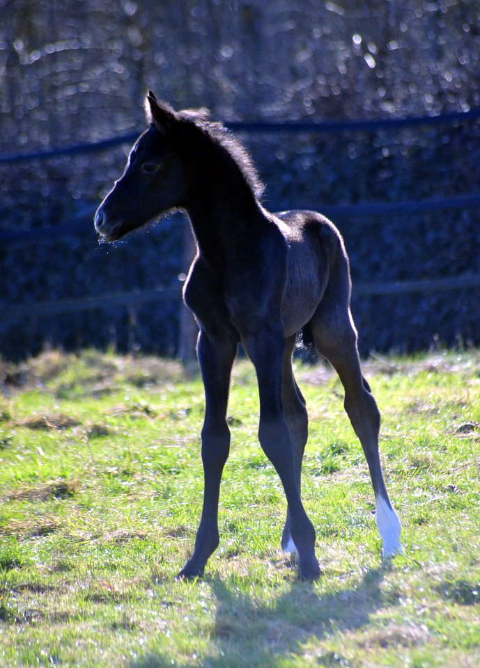 Tea in the Morning - Hengstfohlen von Hopkins u.d. Pr.St. Tea at Five 20.02.2026 Gest�t H�melschenburg - 
Foto: Beate Langels