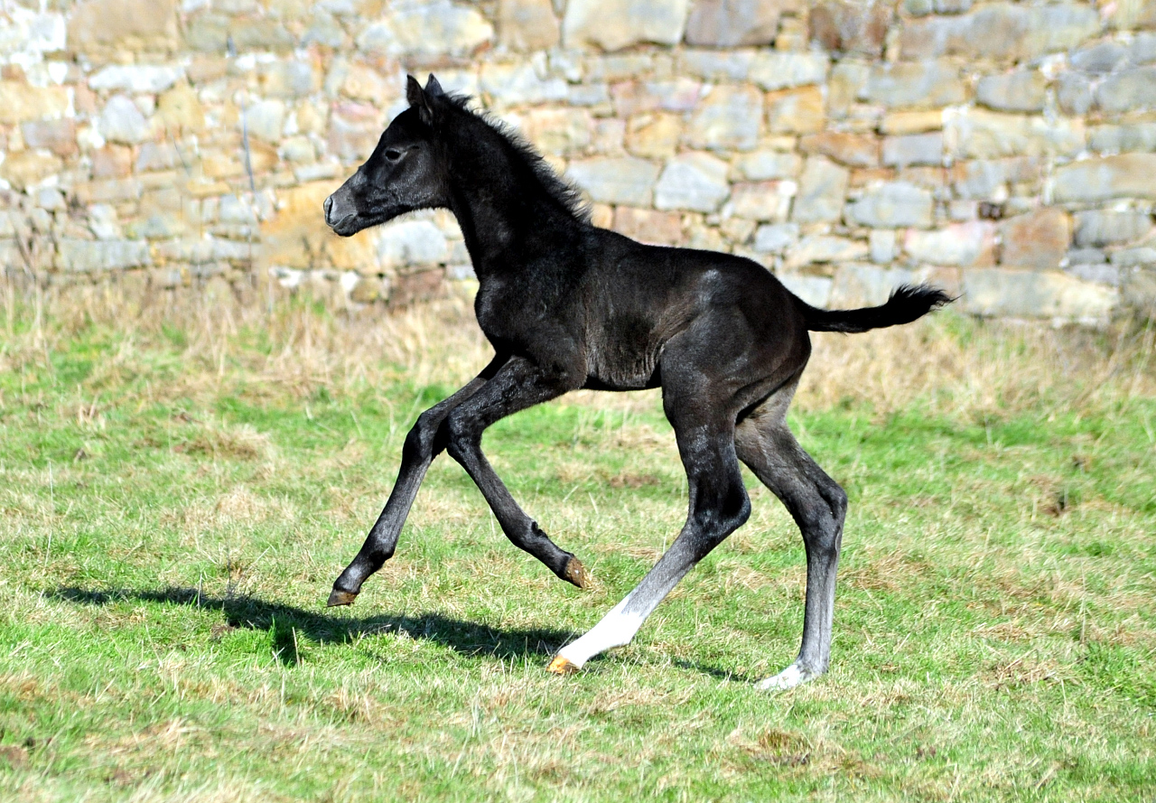 Hengstfohlen von Hopkins u.d. Pr.St. Tea at Five 20.02.2026 Gest�t H�melschenburg - 
Foto: Beate Langels
