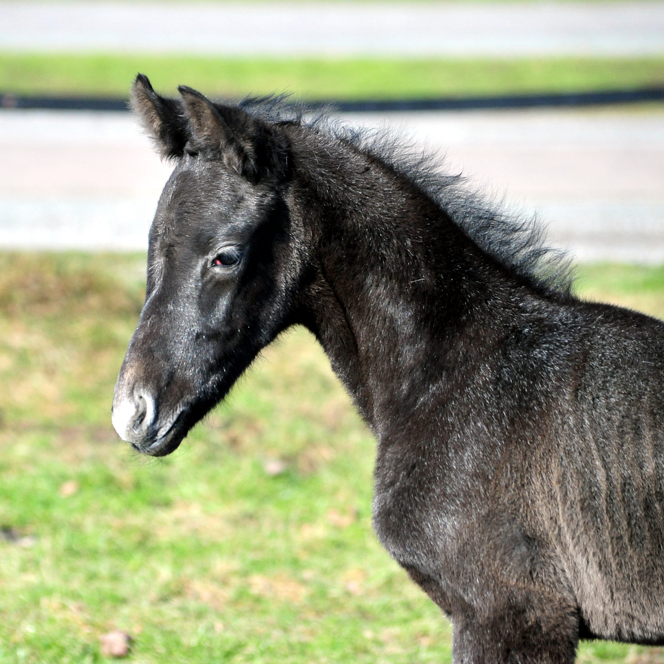 Trakehner Hengstfohlen von Hopkins u.d. Pr.St. Tea at Five
von Saint Cyr - Gest�t H�melschenburg - Beate Langels