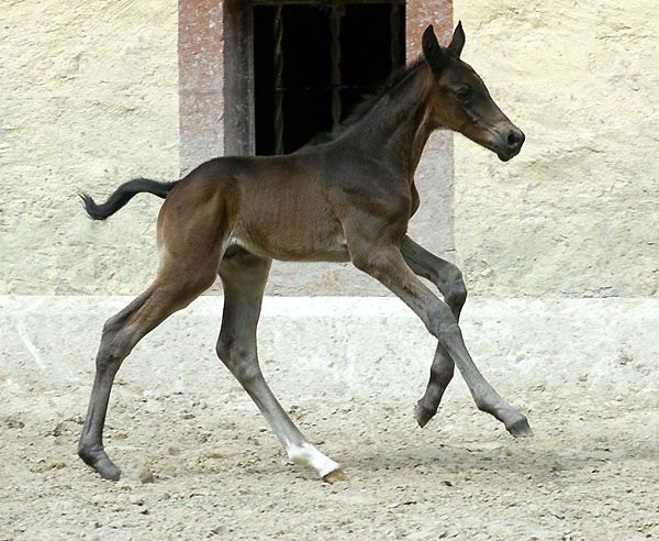 one day old: Trakehner colt by Summertime