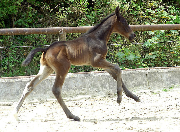one day old: Trakehner colt by Summertime