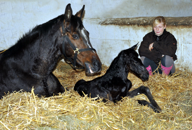 Trakehner colt by Kostolany out of Premiummare Schwalbenfeder by Summertime - Foto: Beate Langels