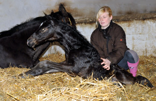 Trakehner colt by Kostolany out of Premiummare Schwalbenfeder by Summertime