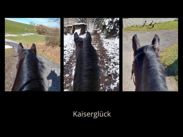 Kaiserglck von Shavalou - Trakehner Gestt Hmelschenburg - 
copyright by S. Rutz