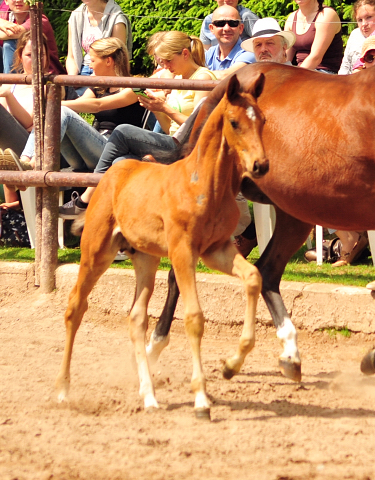 Trakehner Hengstfohlen von High Motion u.d. Pr.St. Karida v. Oliver Twist - Trakehner Gestt Hmelschenburg - Beate Langels