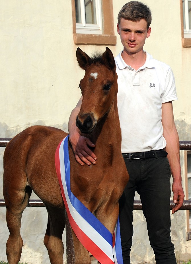 Colt by Glücksruf out of Pr.A. Schwalbe's Beauty by High Motion - Foto Langels