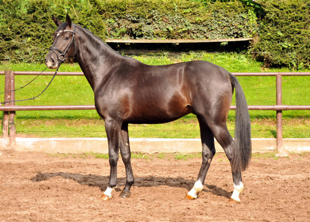  Trakehner Colt by Summertime out of Thirica by Enrico Caruso - Foto: Beate Langels