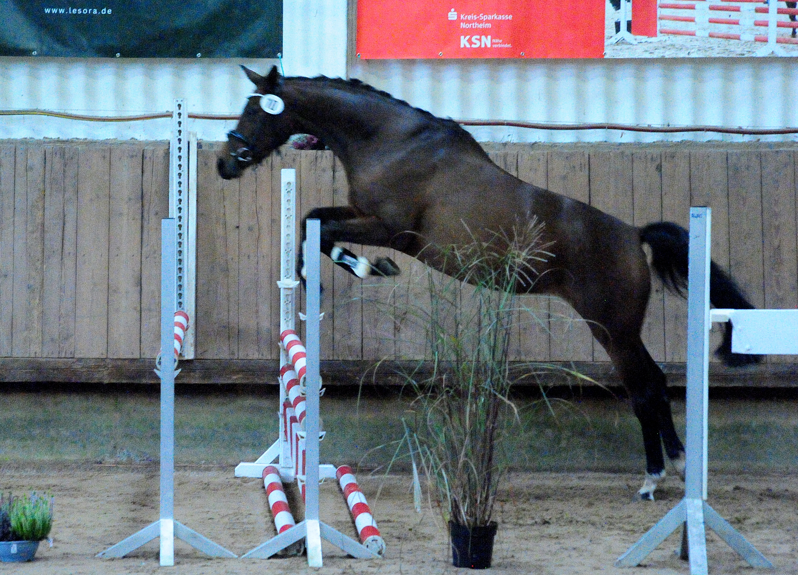 Schwalbe's Primavera v. Schpitzer u.d. Pr.St. Schwalbe's Beauty v. High Motion - Foto: Beate Langels