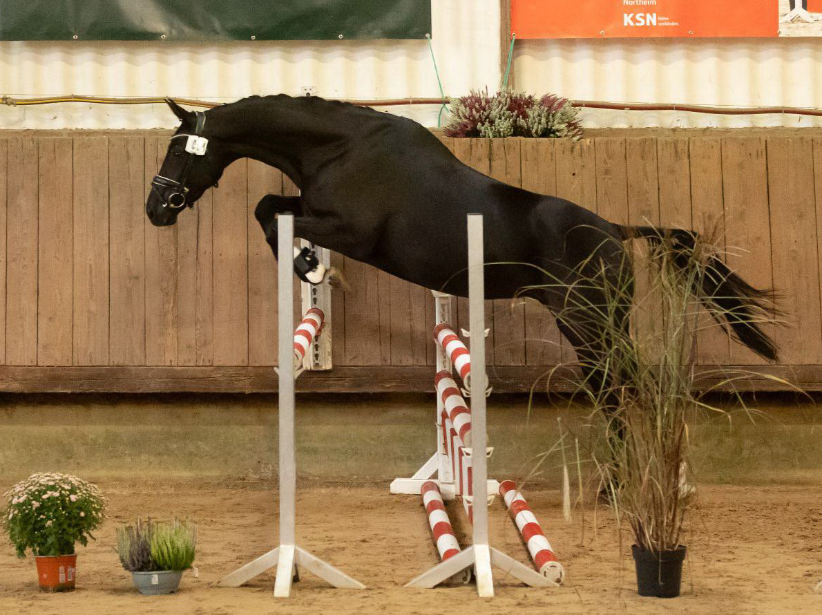 Schwalbe's Magic v. Frst Magic x Totilas - Trakehner Gestt Hmelschenburg - Foto Meike Dsterwald