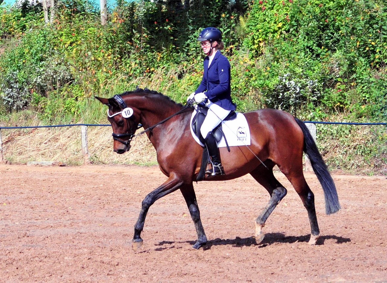 Schwalbe's Primavera v. Schpitzer u.d. Pr.St. Schwalbe's Beauty v. High Motion - Foto: Beate Langels