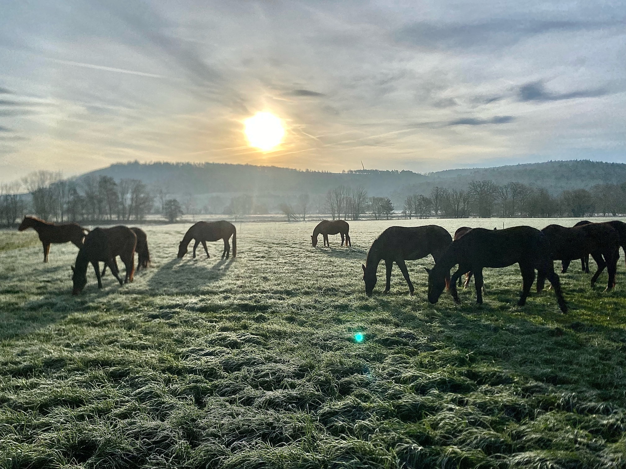 Dauerfrost in Hmelschenburg 22. Januar 2025 - Trakehner Gestt Hmelschenburg