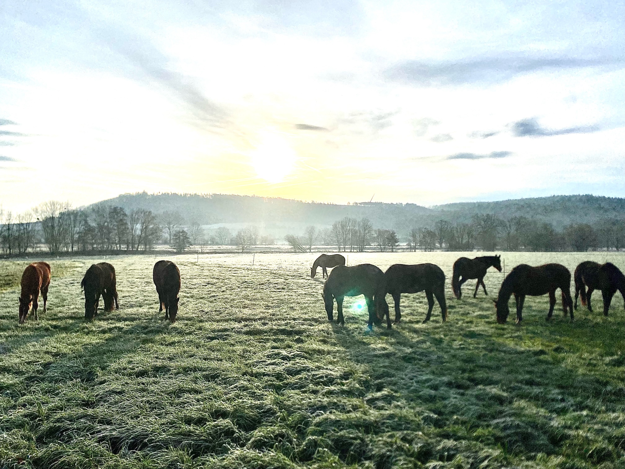 Dauerfrost in Hmelschenburg 22. Januar 2025 - Trakehner Gestt Hmelschenburg