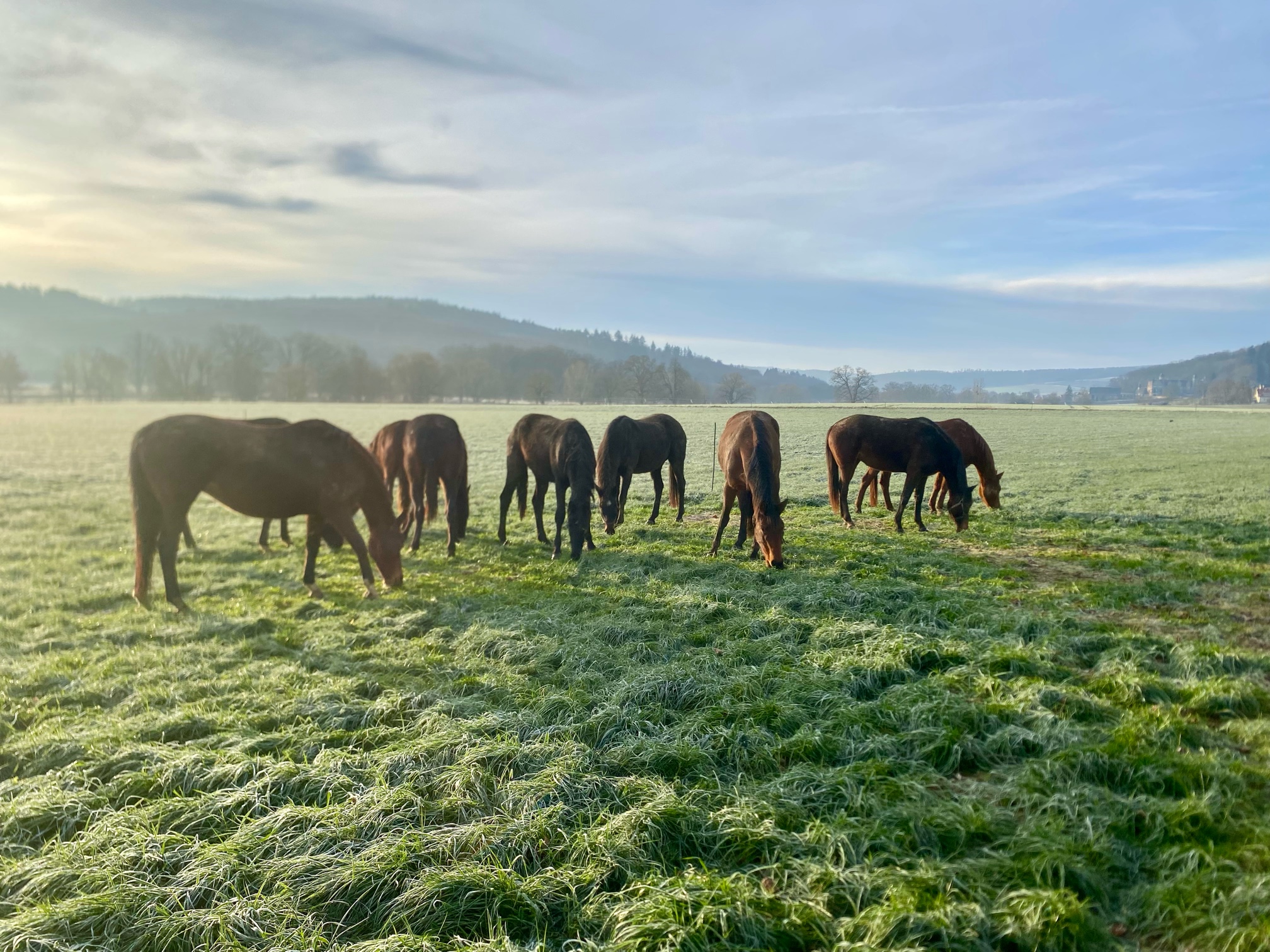 Dauerfrost in Hmelschenburg 22. Januar 2025 - Trakehner Gestt Hmelschenburg