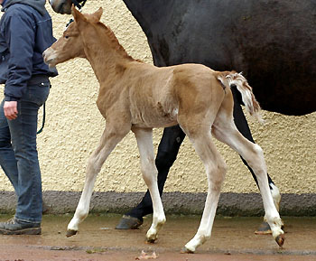 Tarvisio - Trakehner Colt by Freudenfest out of Premiummare Tavolara by Exclusiv