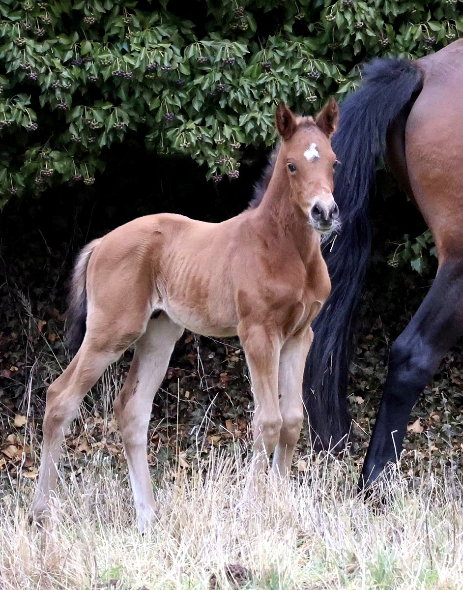Trakehner Colt by Gl�cksruf - Trakehner Gest�t H�melschenburg - 
Foto: Beate Langels