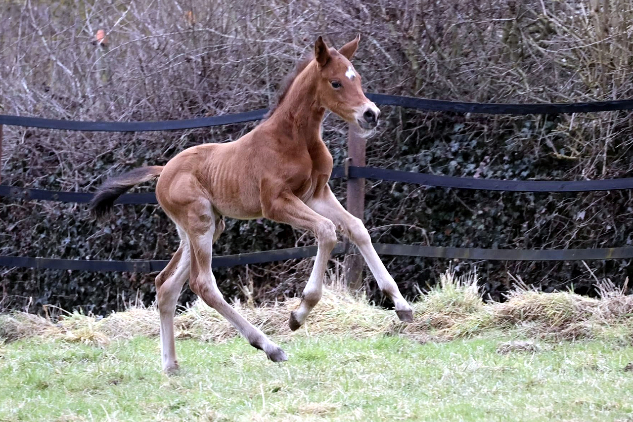 Trakehner Colt by Gl�cksruf - Trakehner Gest�t H�melschenburg - 
Foto: Beate Langels