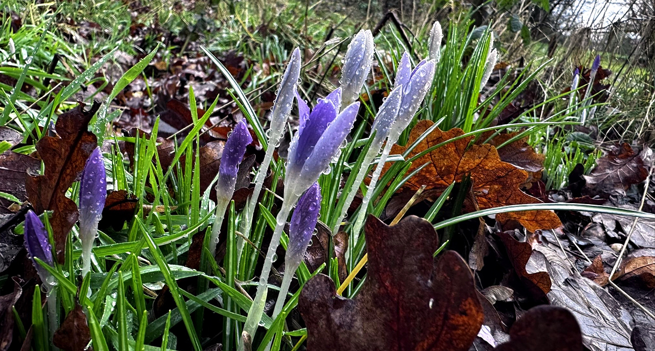 22.02.2026 Gest�t H�melschenburg - 
Foto: Beate Langels