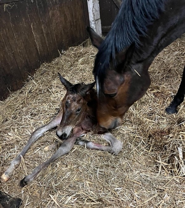 Stutfohlen von Millennium u.d. Pr.u.StPrSt. Katniss Everdeen v. Saint Cyr