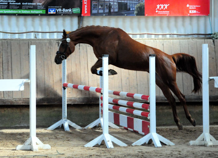 Karanea - Trakehner Prmienanwrterin von High Motion u.d. Pr.St. Karida v. Oliver Twist - Foto: Beate Langels - Trakehner Gestt Hmelschenburg