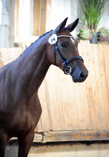 Karidia - Trakehner Stute von Saint Cyr u.d. Pr.St. Karida v. Oliver Twist - Foto: Beate Langels - Trakehner Gestt Hmelschenburg