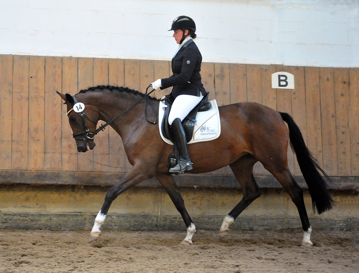 Karidia v. Saint Cyr - 22. Septemer 2023   - Foto: Beate Langels - Trakehner Gestt Hmelschenburg
