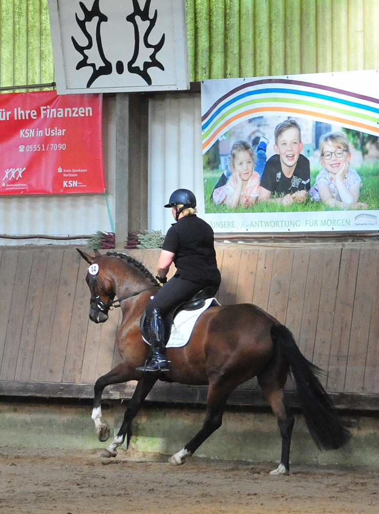 Karidia v. Saint Cyr - 22. Septemer 2023   - Foto: Beate Langels - Trakehner Gestt Hmelschenburg