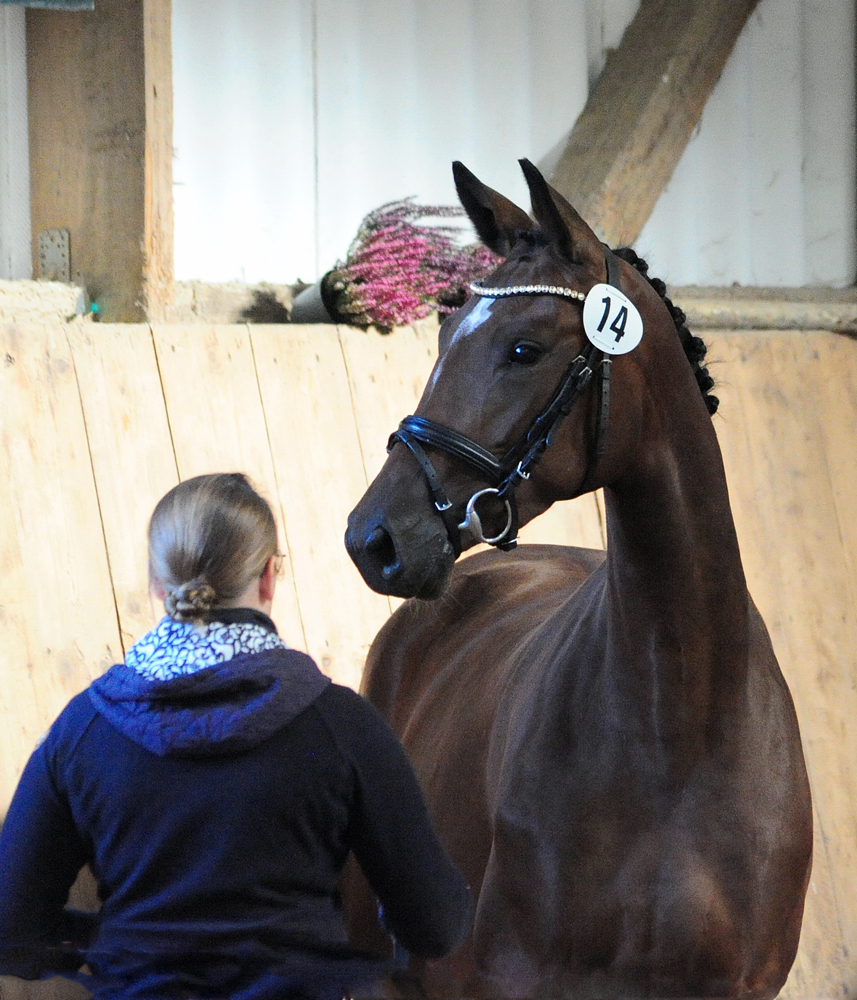 Karidia v. Saint Cyr - 22. Septemer 2023   - Foto: Beate Langels - Trakehner Gestt Hmelschenburg