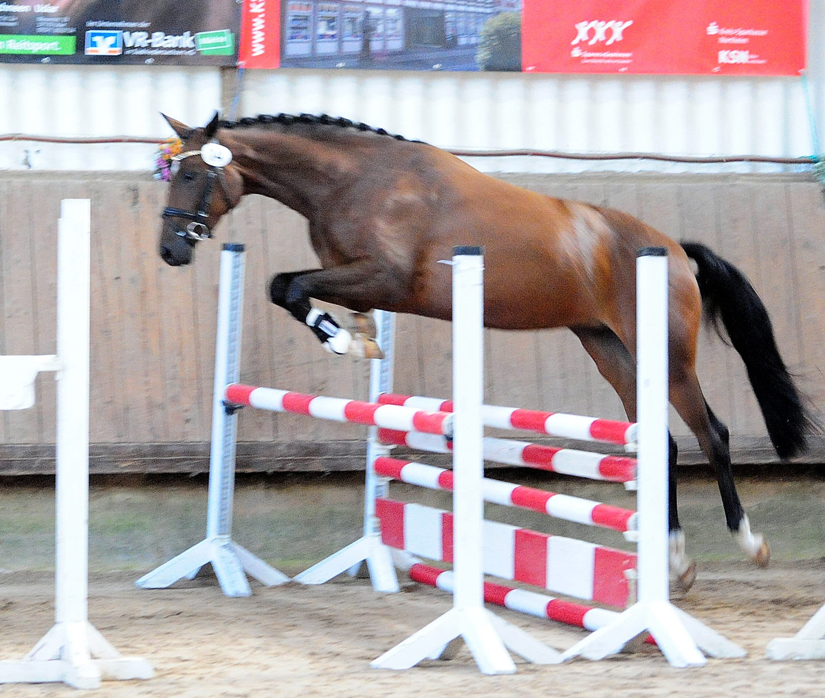 Karidia v. Saint Cyr - 22. Septemer 2023   - Foto: Beate Langels - Trakehner Gestt Hmelschenburg