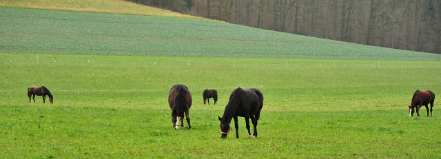 Unsere Stuten auf der Feldweide
 - Foto: Beate Langels - Gestüt Hämelschenburg