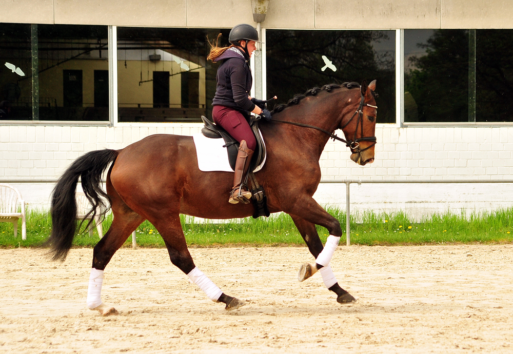 Tom Taylor v Zauberdeyk u.d. St.Pr.u.Pr.St. Tacyra v. Saint Cyr - Foto Beate Langels - Trakehner Gestt Hmelschenburg